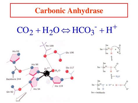 what is the role of carbonic anhydrase enzyme